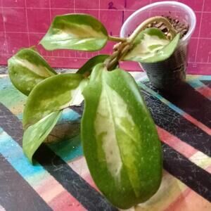Variegated Hoya Plant Cuttings
